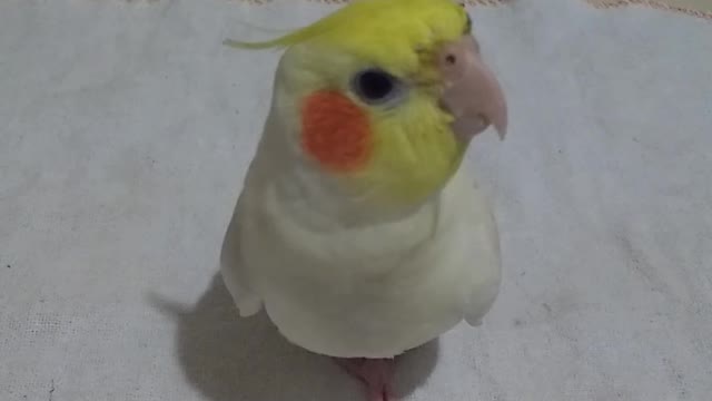 Cockatiel Ted singing a little