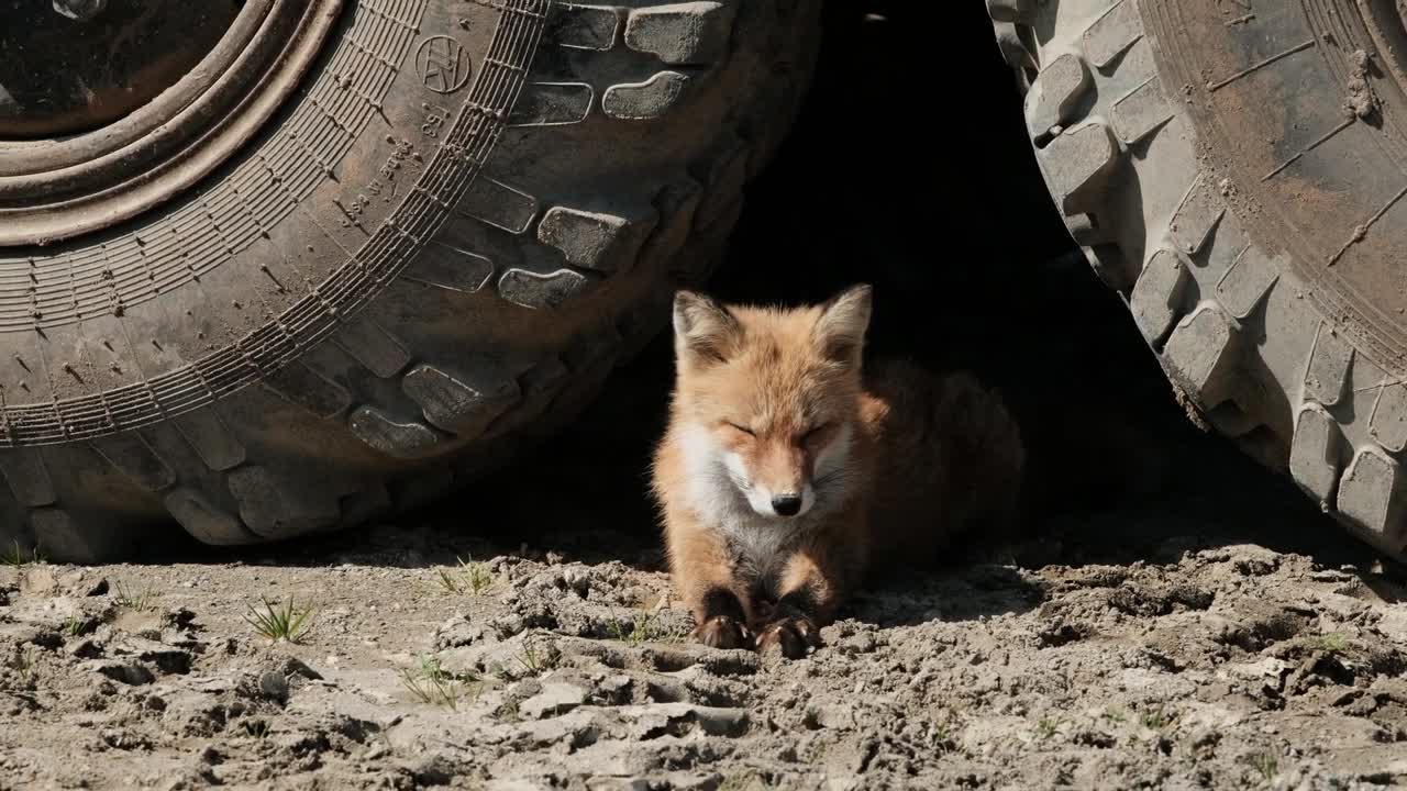 Fox . human affect