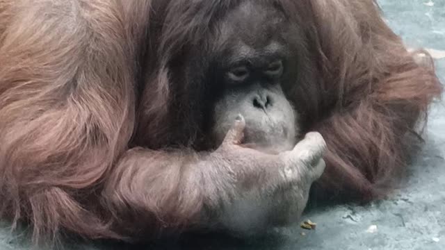 Funny Orangutan eats lying on the floor