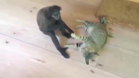 Monkey vs cat