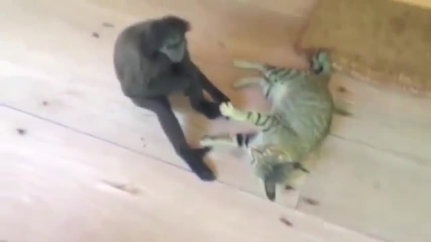 Monkey vs cat