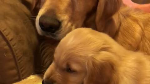 Father Son Golden Retrievers Bonding