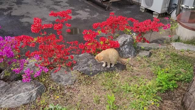 Cats love flowers