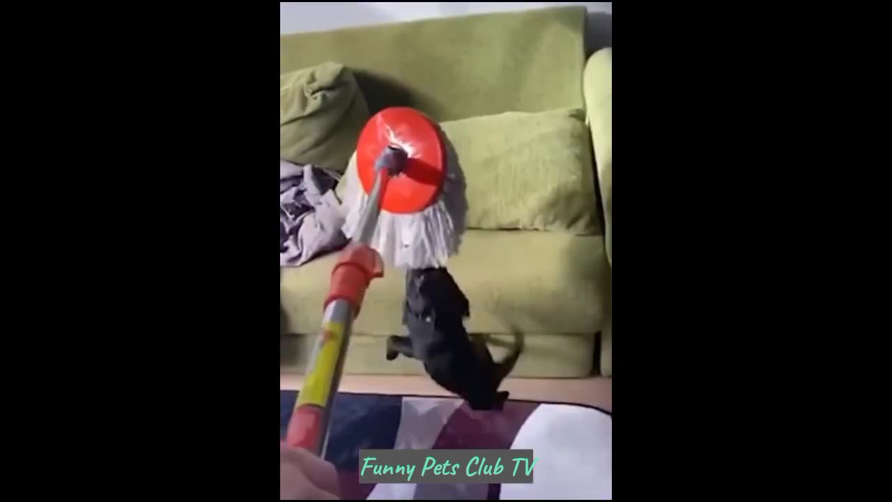 Funny Animal Videos 🤣 Funniest Cats and Dogs Videos 2024 😅 #57