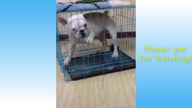 Funny baby dog animal