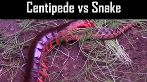 Snàke vs centipede