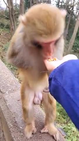 Animaux animal funny