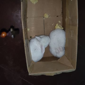 Two Bunny Playing Around