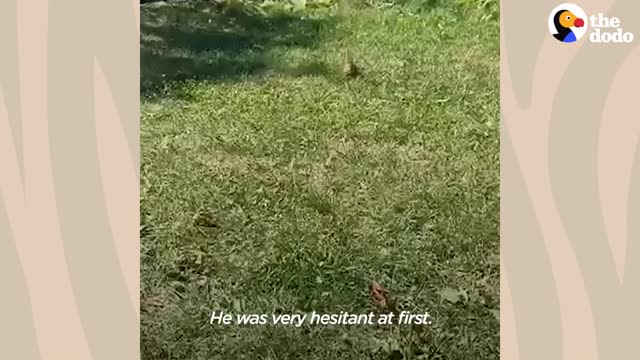 Chipmunk Gets So Jealous When His Favorite Girl Talks To Other Chipmunks | The Dodo Wild Hearts
