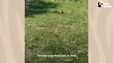 Chipmunk Gets So Jealous When His Favorite Girl Talks To Other Chipmunks | The Dodo Wild Hearts