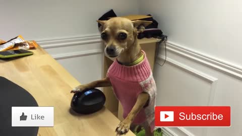 🐶Meet Nacho, the most Expert Chihuahua 2022 and forever