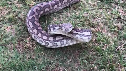 Carpet Python Strikes