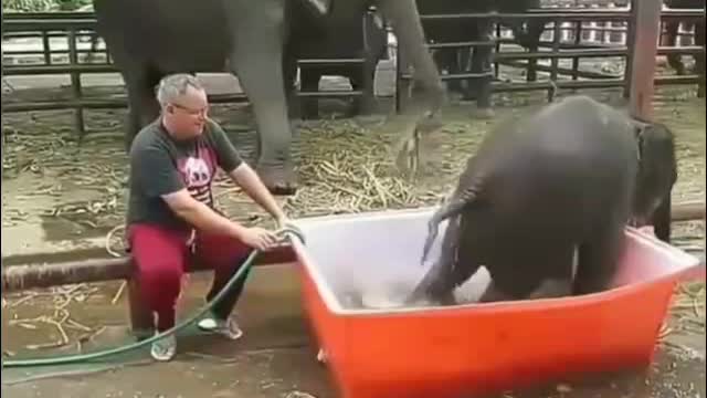 little elephant bathes