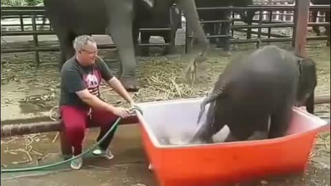 little elephant bathes