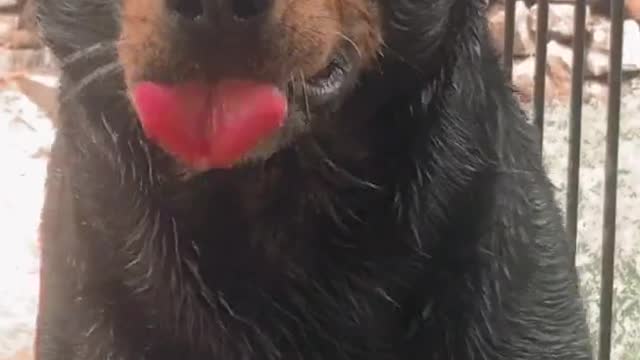 Funny Rottweiler Dog Videos