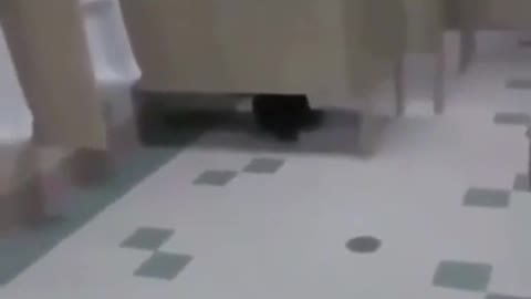 Guy Fucking Dies by Shit