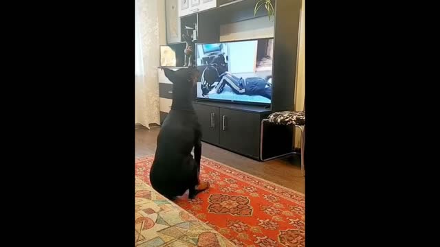 Smart dog's exercise