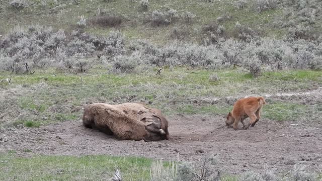 Playful Bison Calf Doesn't Want Its Mama to Rest