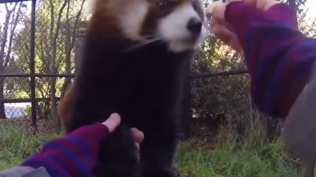 Adorable Red Panda OMG!