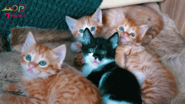 Watch clips of very beautiful cats you will like