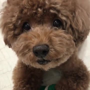 The expression of this dog is too subtle. It must be imitating the owner