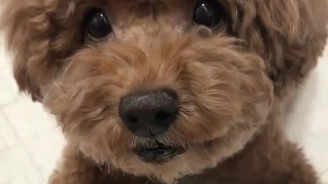 The expression of this dog is too subtle. It must be imitating the owner