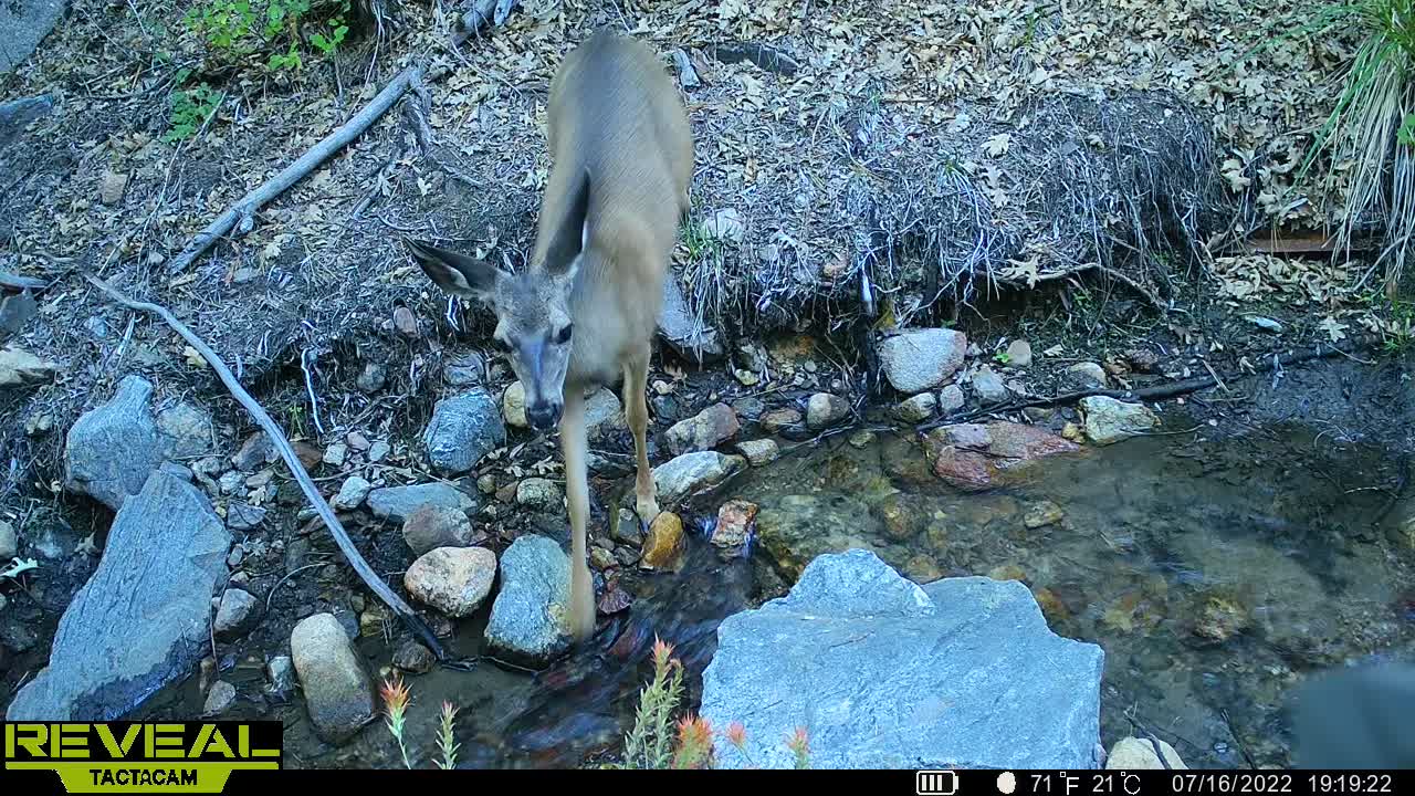 Mule deer doe eating flowers in San Bernardino NF near Big Bear CA