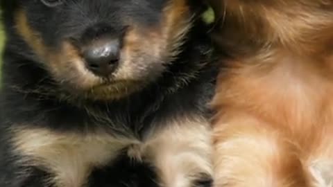Cute animals. Cute dogs. Beautiful dogs and animals