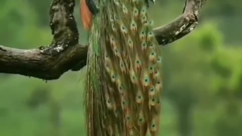 Wildlife closer view with a natural perspective.