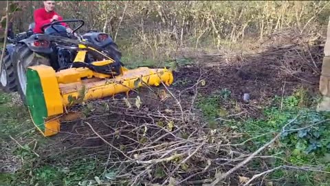 Forest cleaning by machine