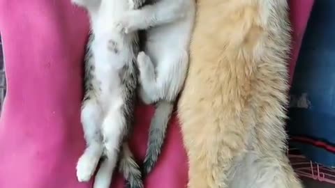 No DNA test needed 😂