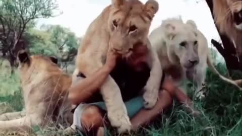 The male lion has long hair, like golden curly hair;