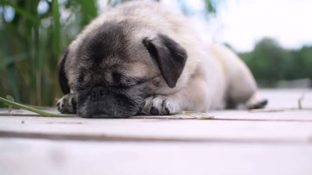 Sleeping Puppy!The cutest Puppy ever