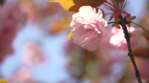 Cherry blossoms on tree