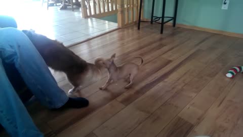 36 Angry Chihuahuas _ Try Not To Laugh _ That Pet Life#16#