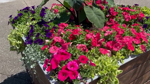 Beautiful Flowers