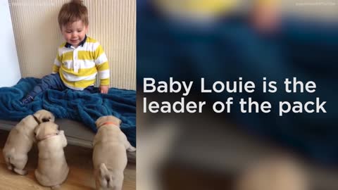 Charmin litter of pugs follows baby around house