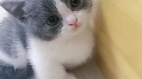 The most cutest gray kitten