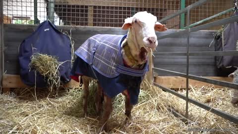 Sheep Goes Years Without Being Sheared