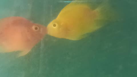 Fish pair