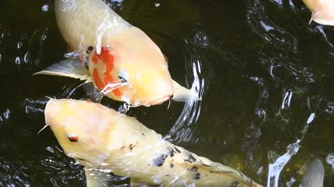 Koi carp slow motion