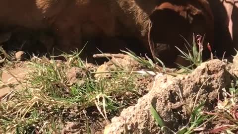 Small brown weiner dog digging hole in backyard between bricks