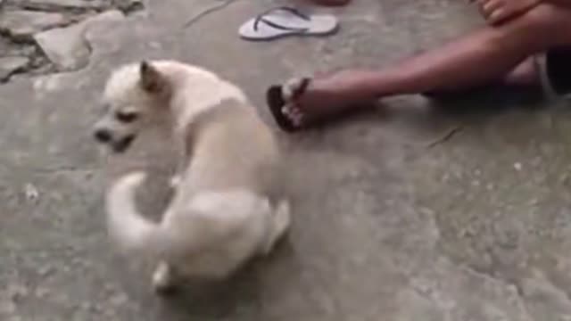 The man yanked the dog's tail, the dog was furious and chased his tail in circles biting.