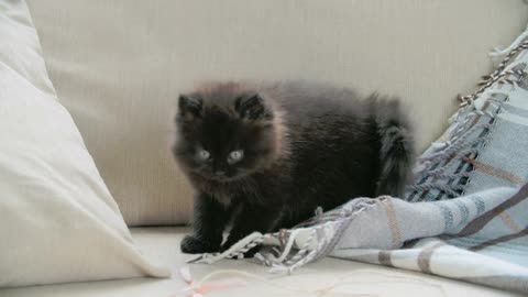 A black cat playing on a bed