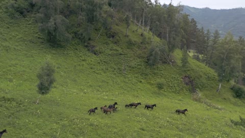 Aerial video of Wild Horses #4k #rumble #rumbleviral #petsTv