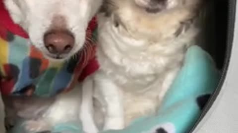 rescue dogs are besties