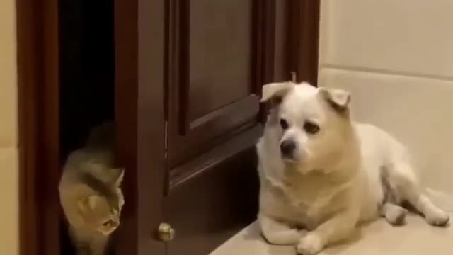 Cats funny vs dog