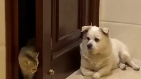 Cats funny vs dog