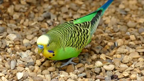 Beautiful parrot, I had never seen like it before