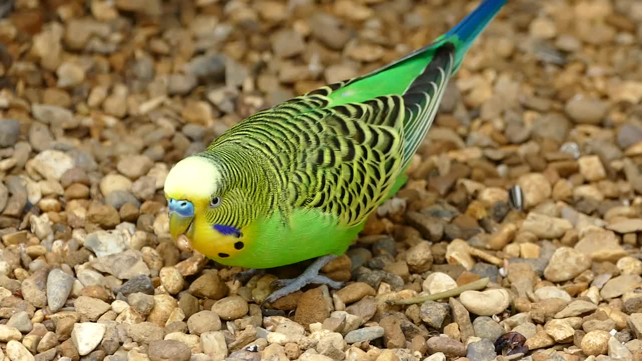 Beautiful parrot, I had never seen like it before